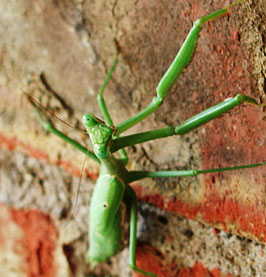 Photo of Praying Mantis