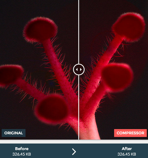 Screen capture of Compressor results