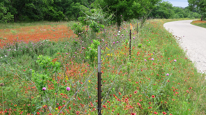 Wildflower-filled pasture