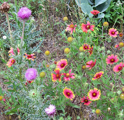 Wildflower-filled pasture