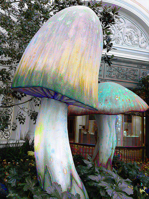 Photo of giant
mushrooms