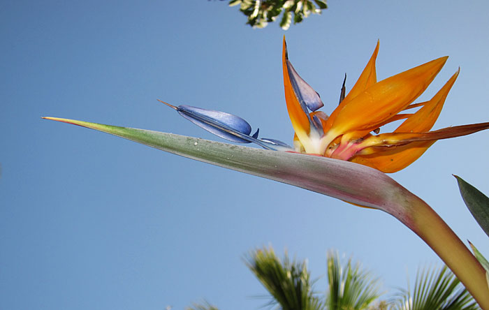 Photo of a
flowering Bird of Paradise