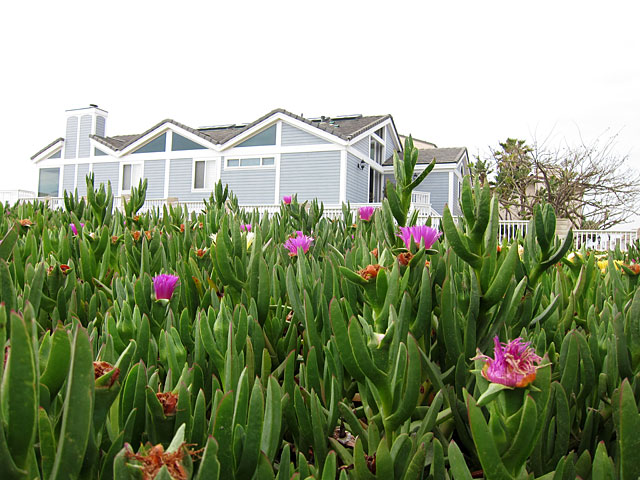 Photo of blooming ice
plants