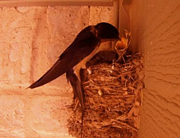 Photo - barn swallow feeding a baby