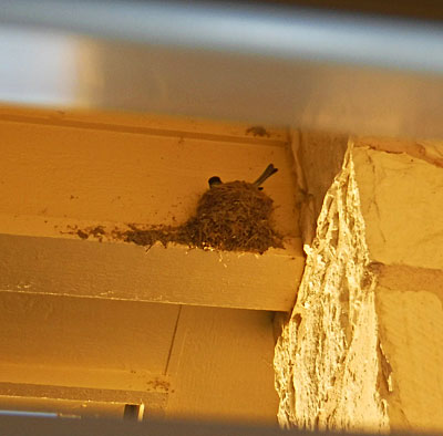 Photo - Bird roosting in a nest