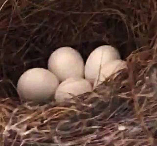 Photo - Eggs in a nest