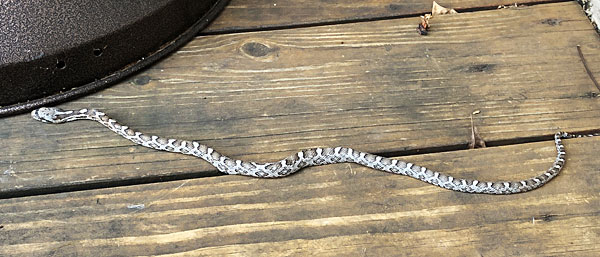 Photo - Juvenile rat snake