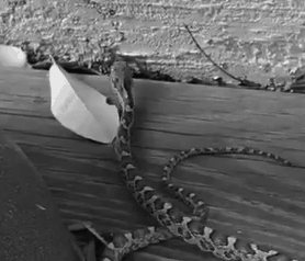 Animated gif of Rat snake vibrating its tail