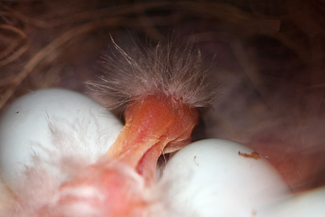 Hatching bird egg