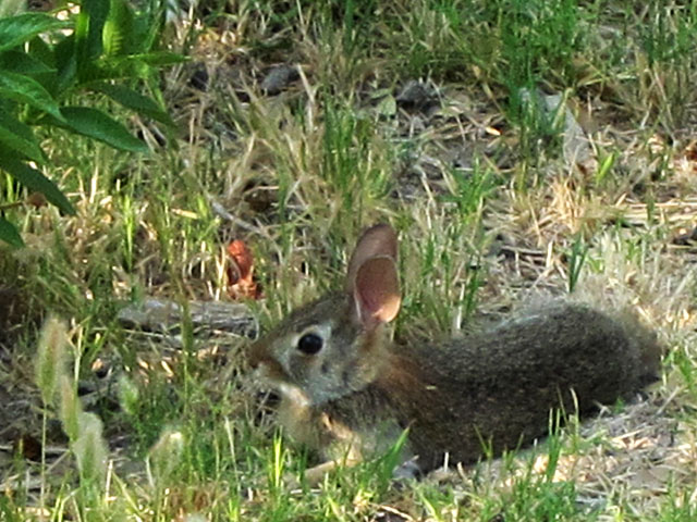 cottontail rabbit facts. Photo - Cottontail rabbit