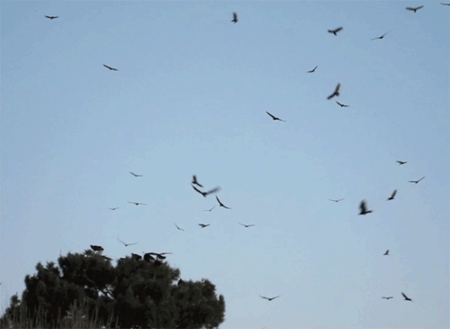 Buzzards come home to roost in Fort Stockton, Texas