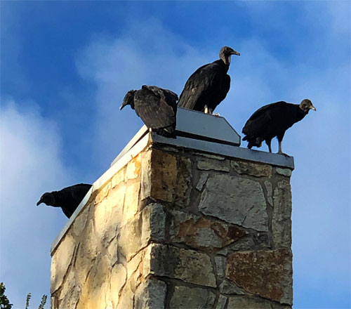 Photo of four buzzards perched on the chimney