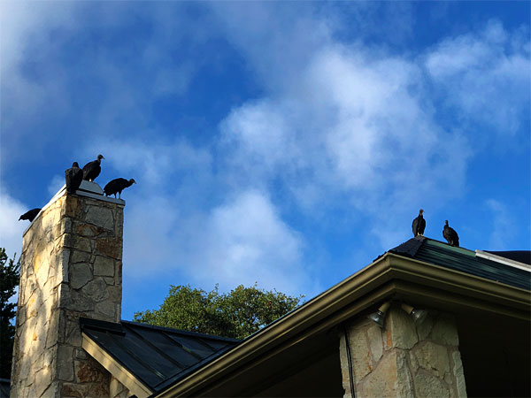 Photo of buzzards perched on the roof