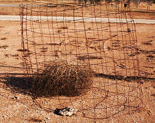 Tumbleweed in a cage