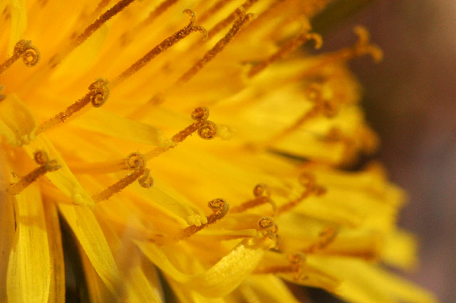 Photo - Macro of dandelion flower