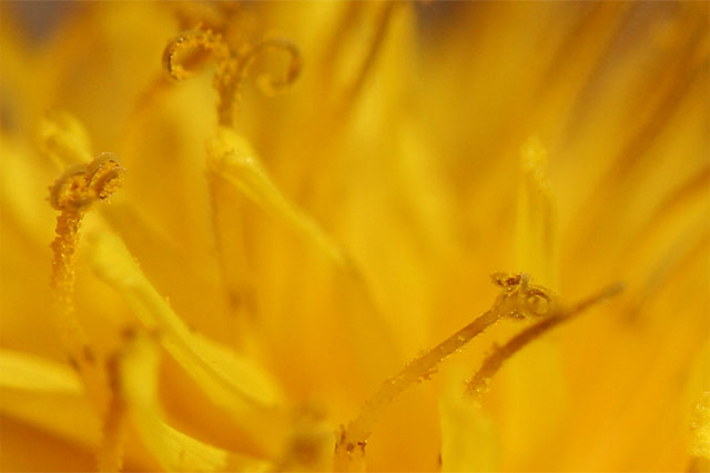 Photo - Macro of dandelion flower