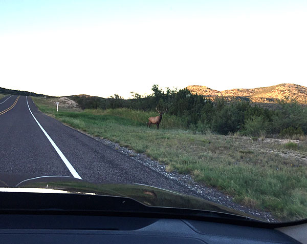 Initial sighting of elk