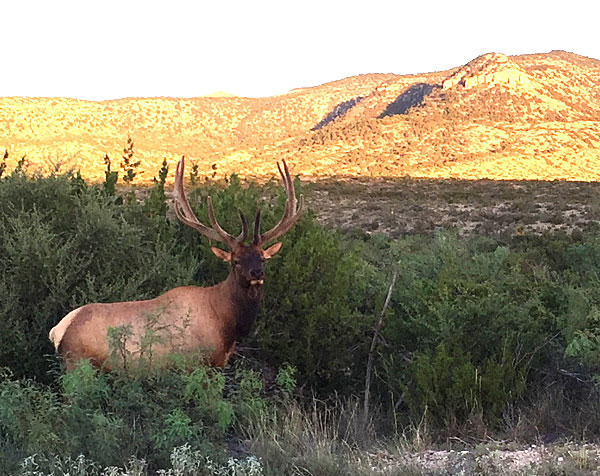 Bull elk in West Texas