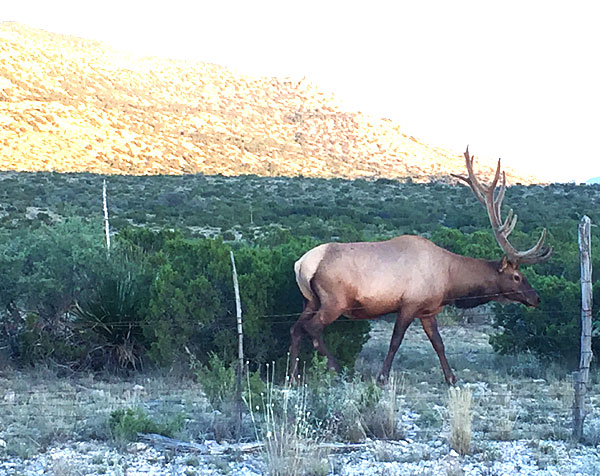 Bull elk in West Texas