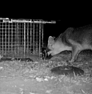 Fox sniffing around trap