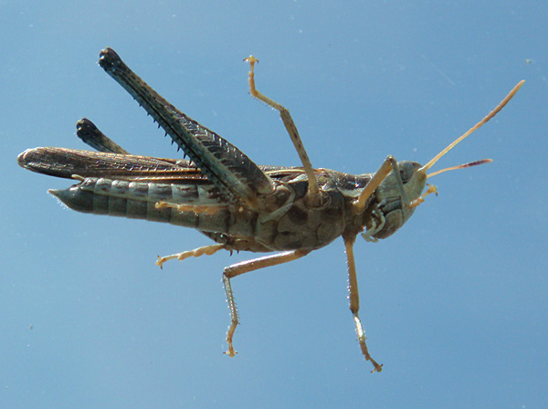 Photo of a Grasshopper