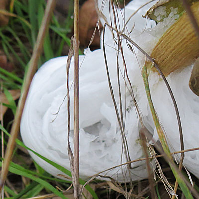 Photo -
Ice or Frost Flower