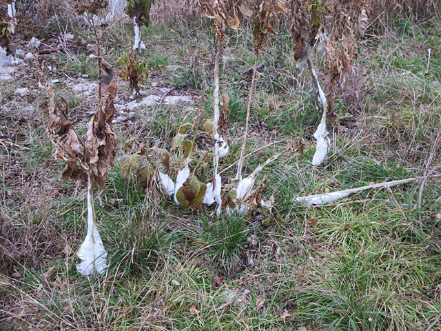 Photo -
Ice or Frost Flower