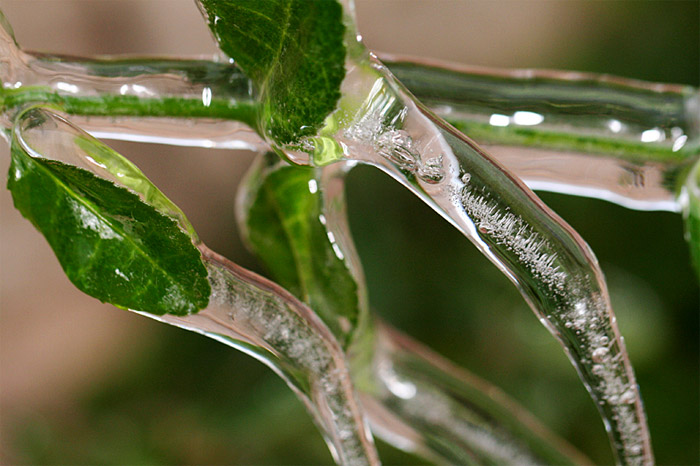 Groundcover encased in ice