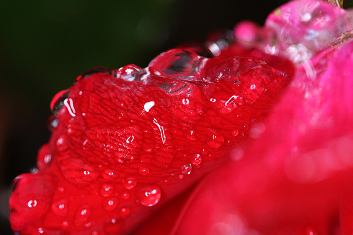 Groundcover encased in ice