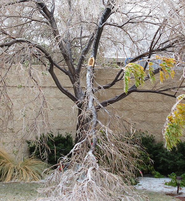 Desert willow encased in ice