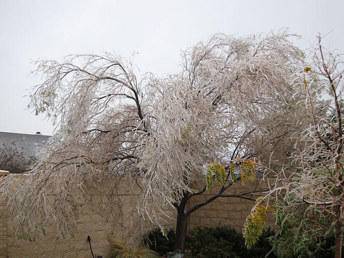 Desert willow encased in ice
