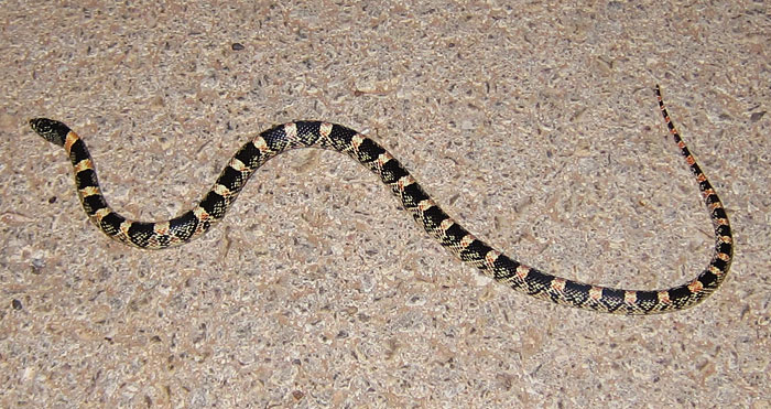 Photo - Long-nosed snake