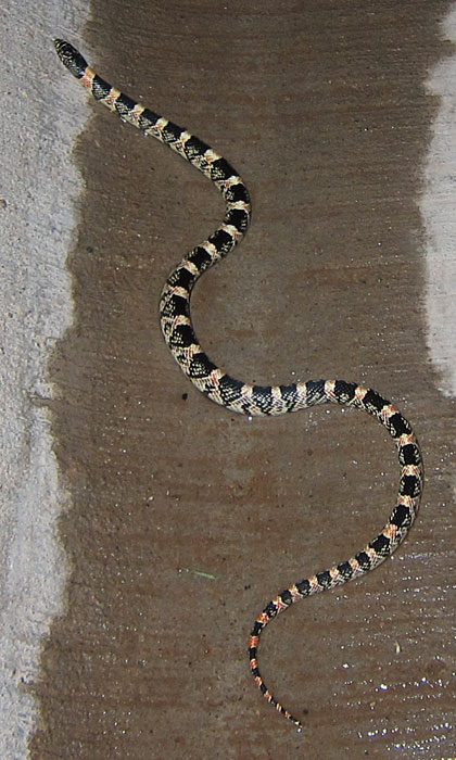 Photo - Long-nosed snake