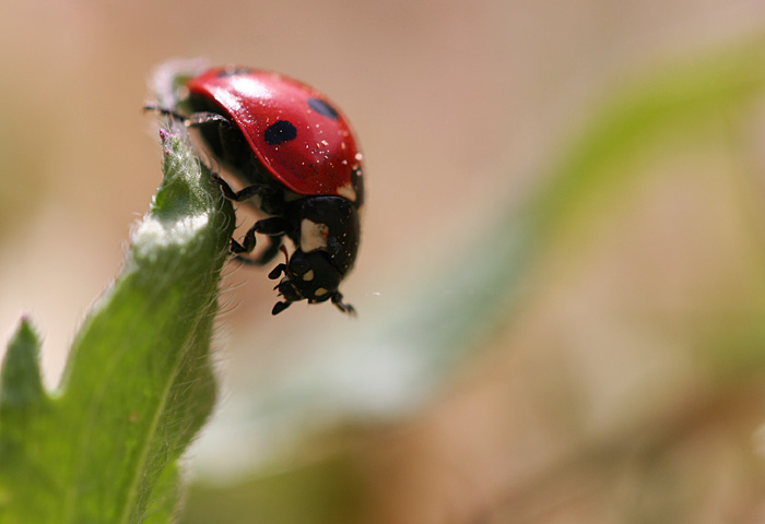 Photo - Ladybug