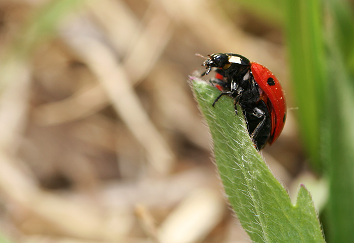 Photo - Ladybug