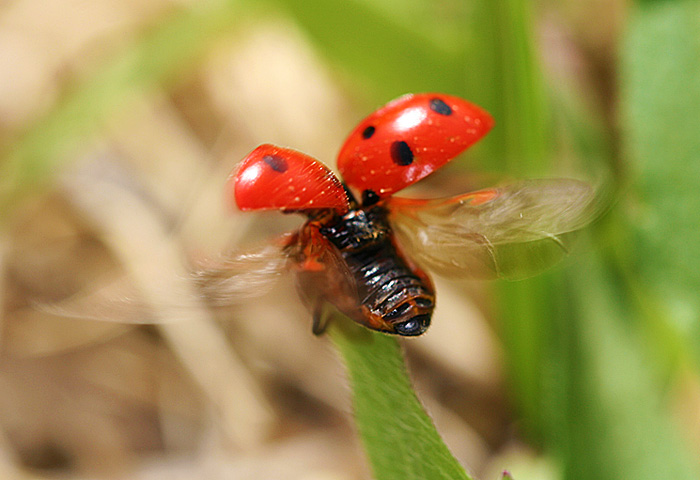 Photo - Ladybug with raised elytra and moving wings