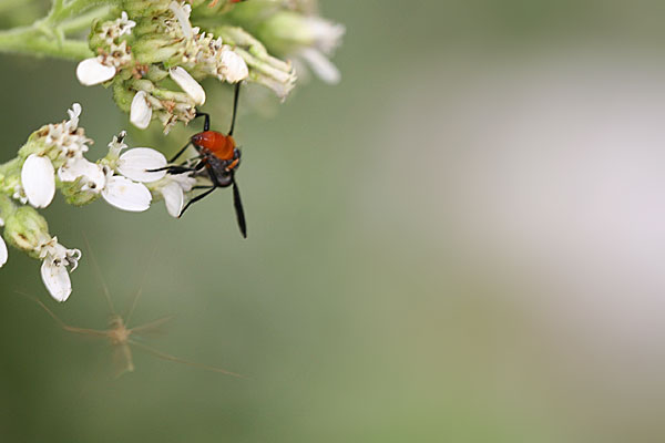 Photo of insect on flowers