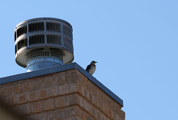 Mockingbird on our chimney