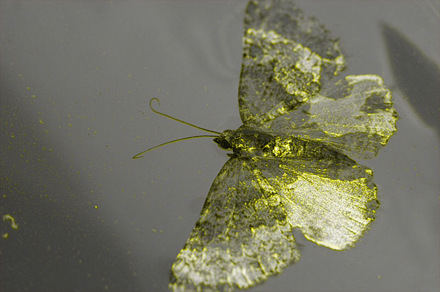 Photo - Moth floating in water