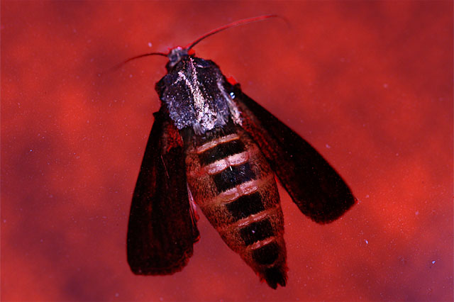 Photo - Moth floating in water