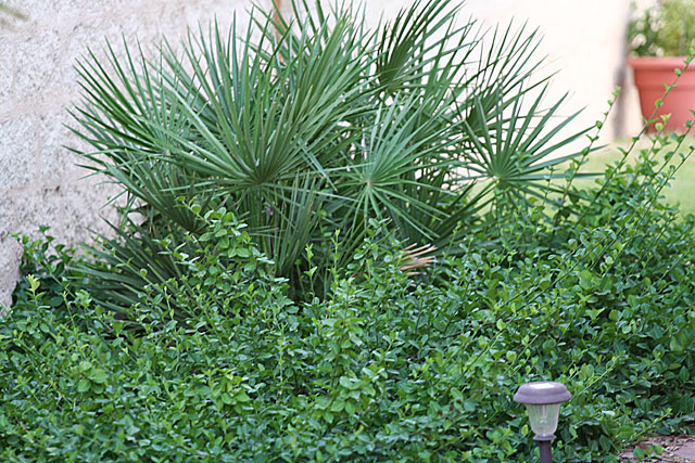 Photo of palm tree and ground cover