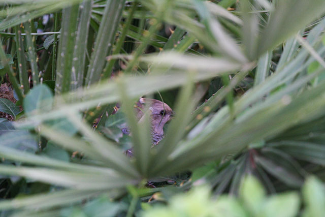 Photo of hiding quail