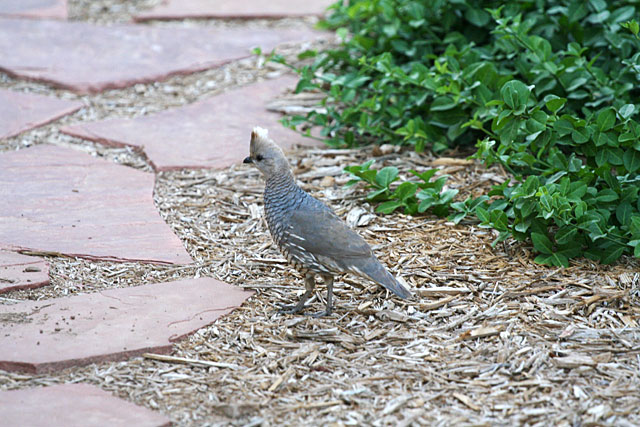 Photo of quail