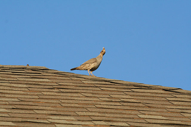 Photo of quail on roof of house