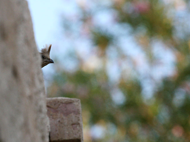 Photo of quail peering over fence