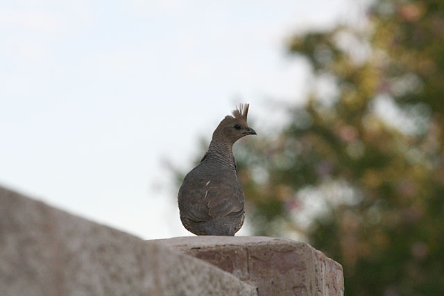 Photo of quail on fence