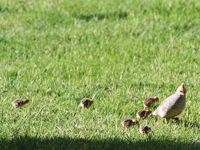 Adult blue quail and babies