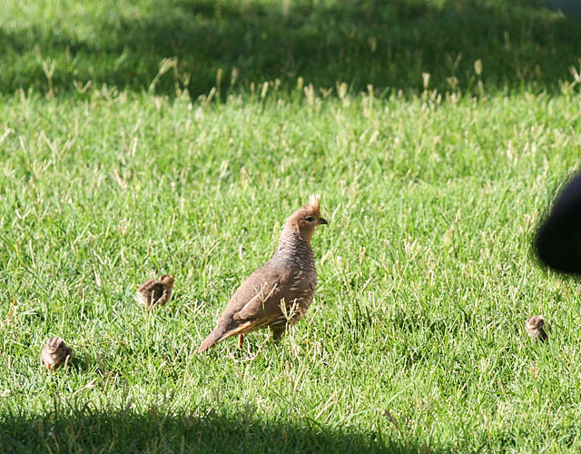 Adult blue quail and babies