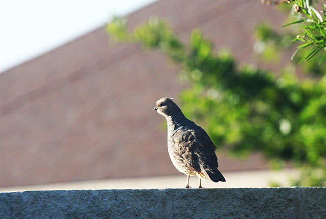 Adult blue quail on wall