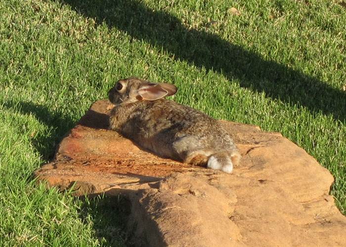 Cottontail rabbit stretched out on a rock